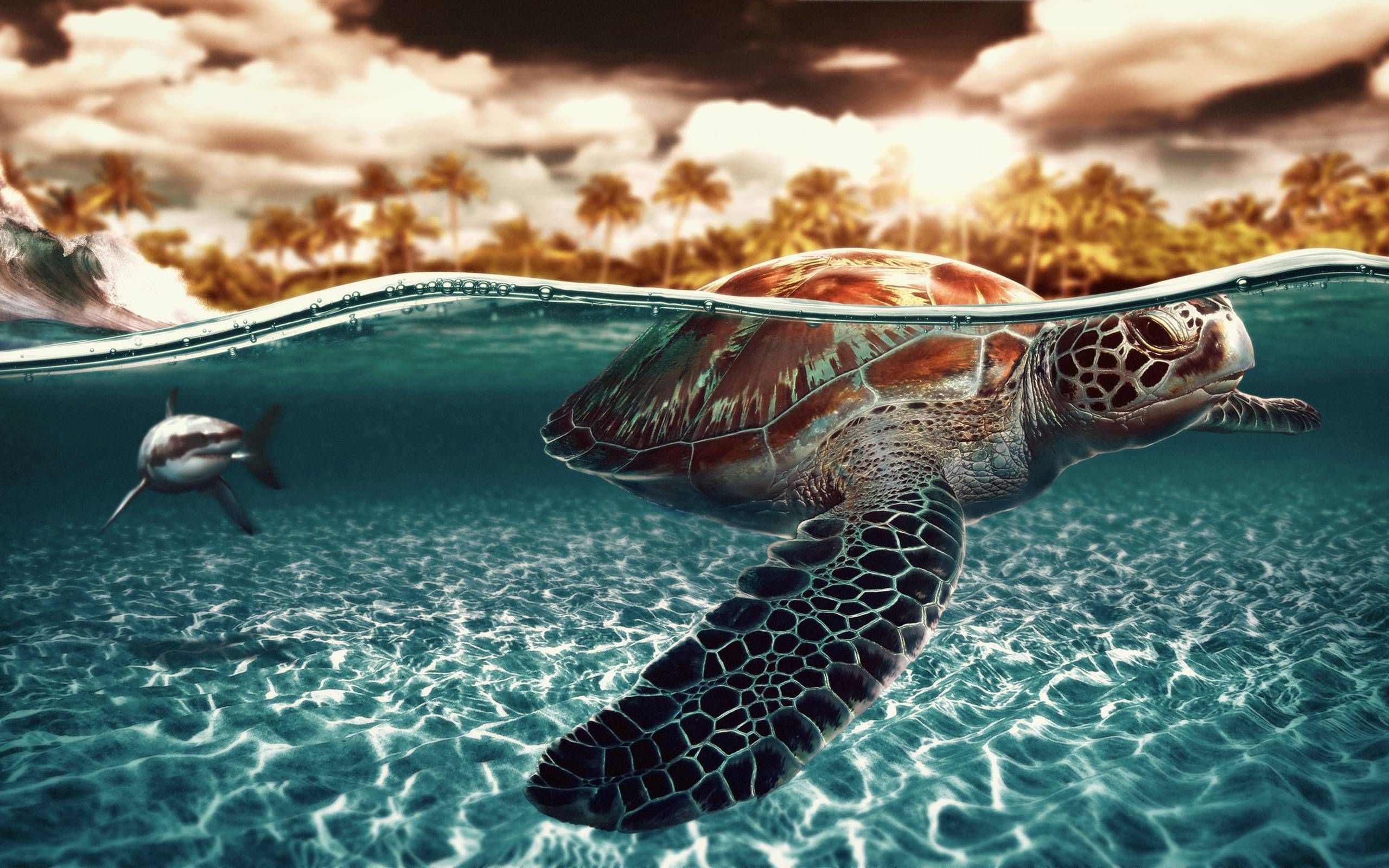 2560x1600, Sea Turtles Wallpapers Wallpaper - Turtle Background - HD Wallpaper 