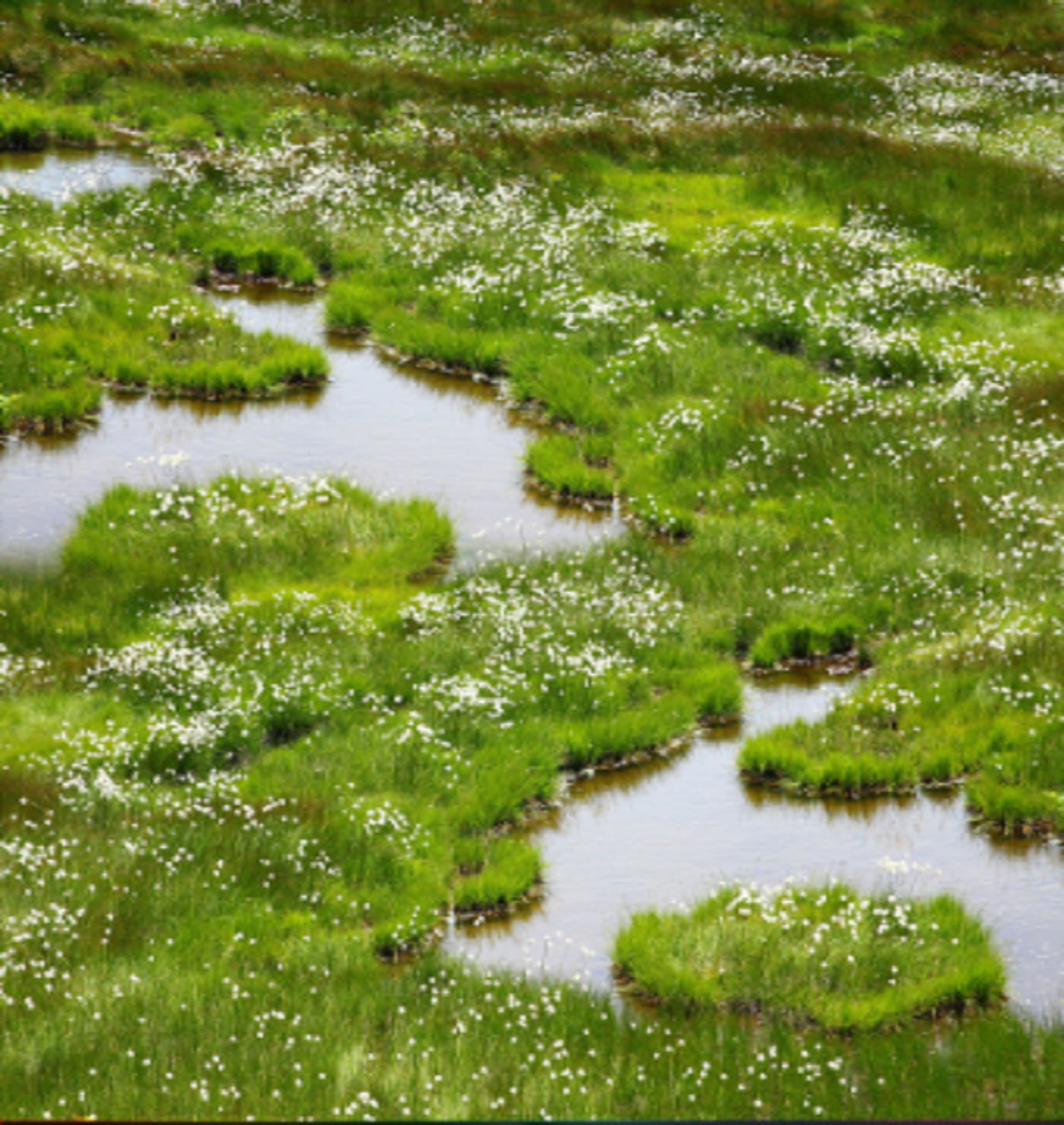 3d Green Grass River 84 Floor Wall Paper Murals Wall - Bathroom Fake Grass - HD Wallpaper 