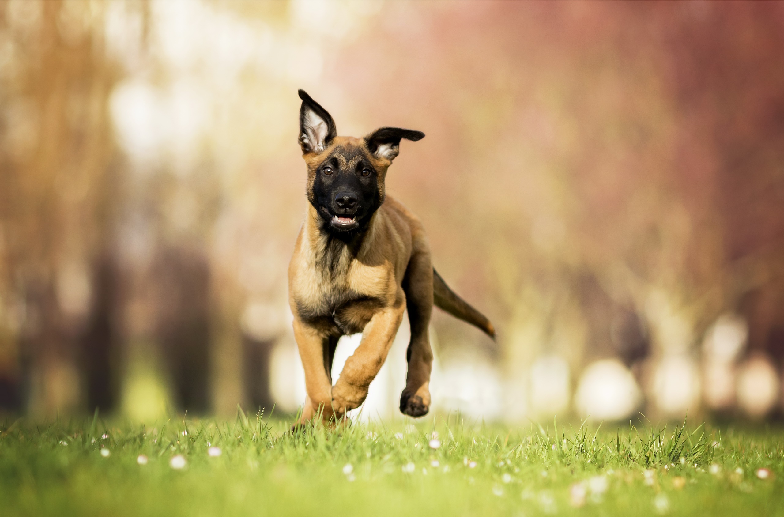Belgian Malinois Puppy - HD Wallpaper 
