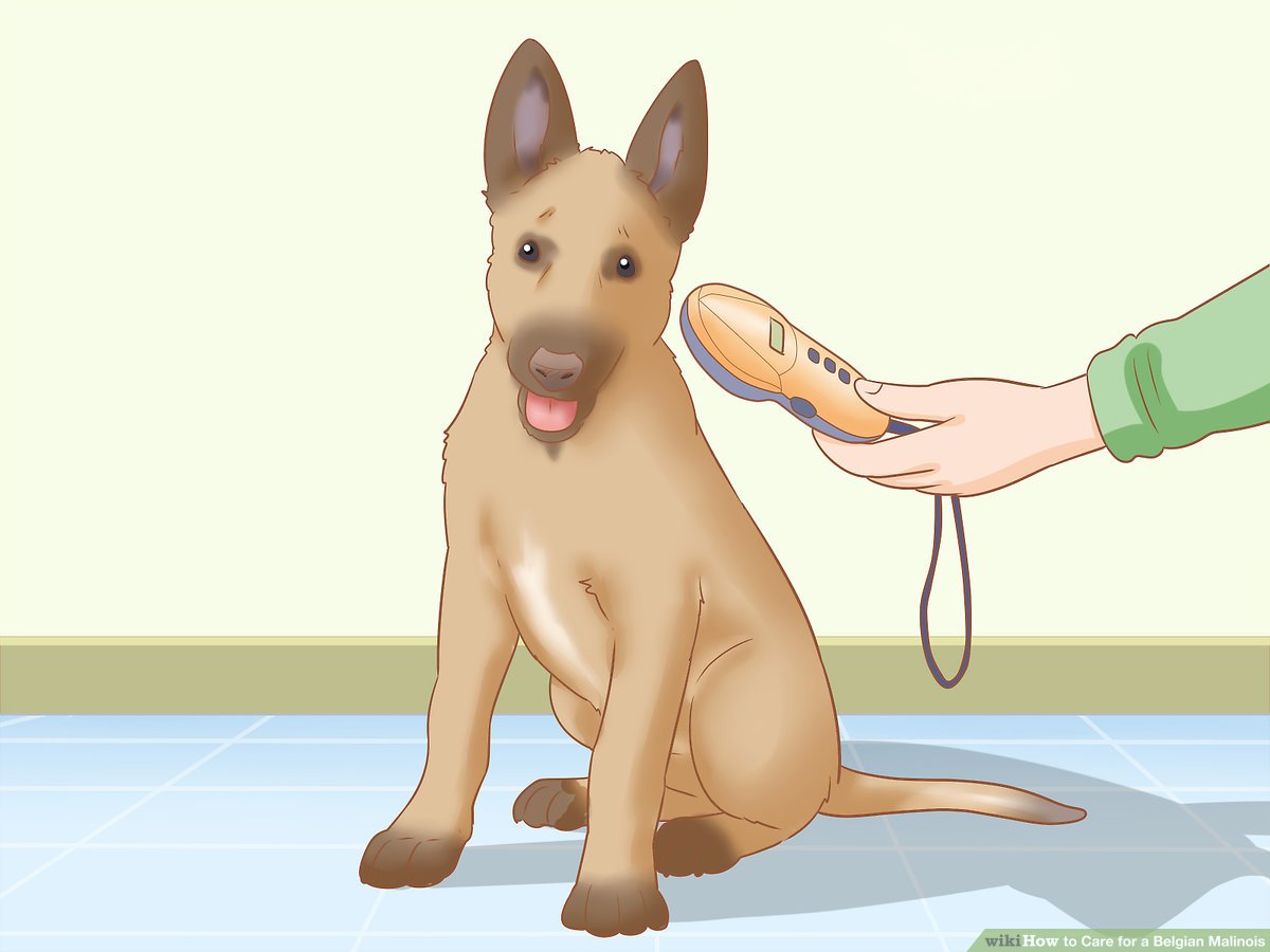 Belgian Malinois Care Tips - HD Wallpaper 