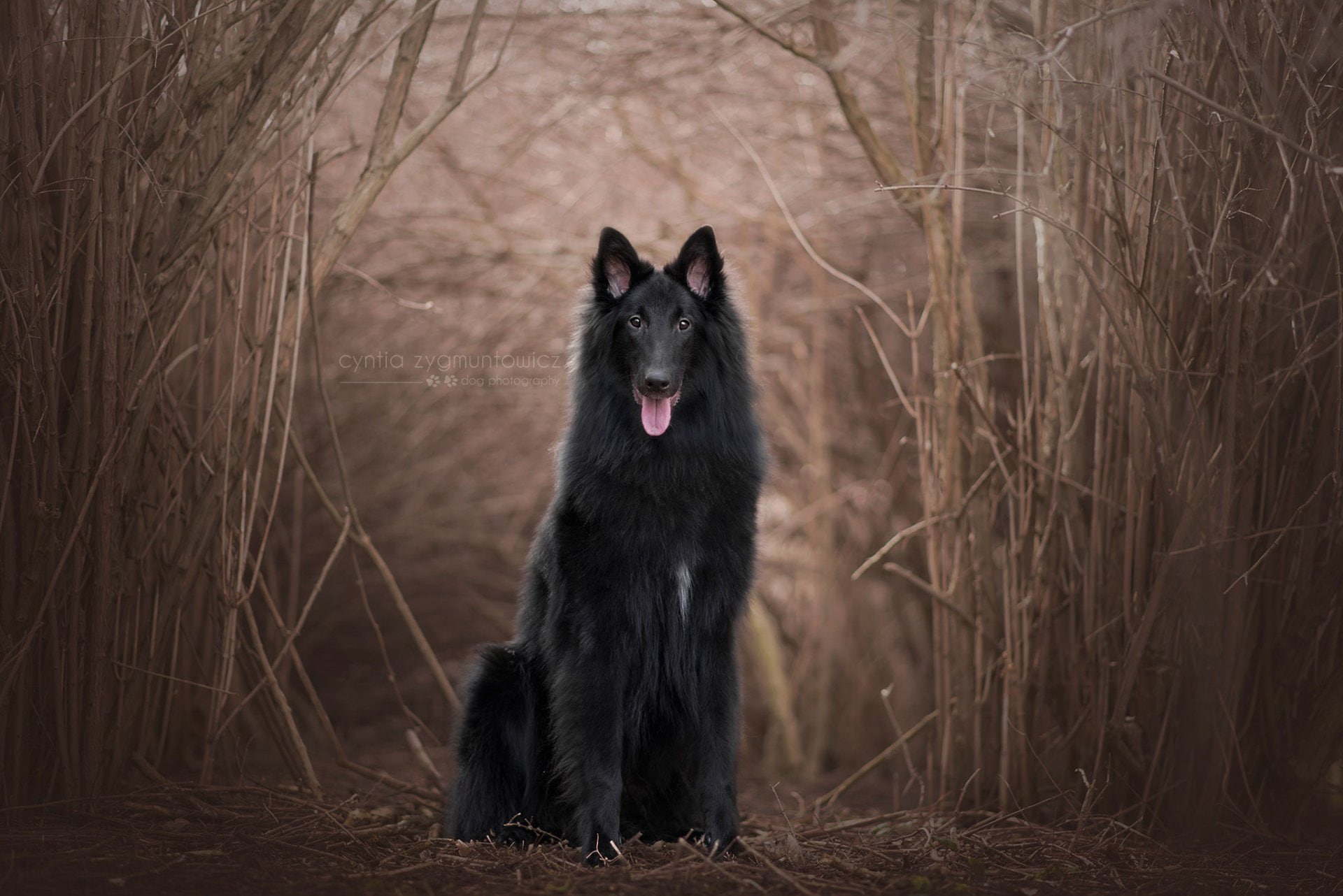 Belgian Groenendael - HD Wallpaper 