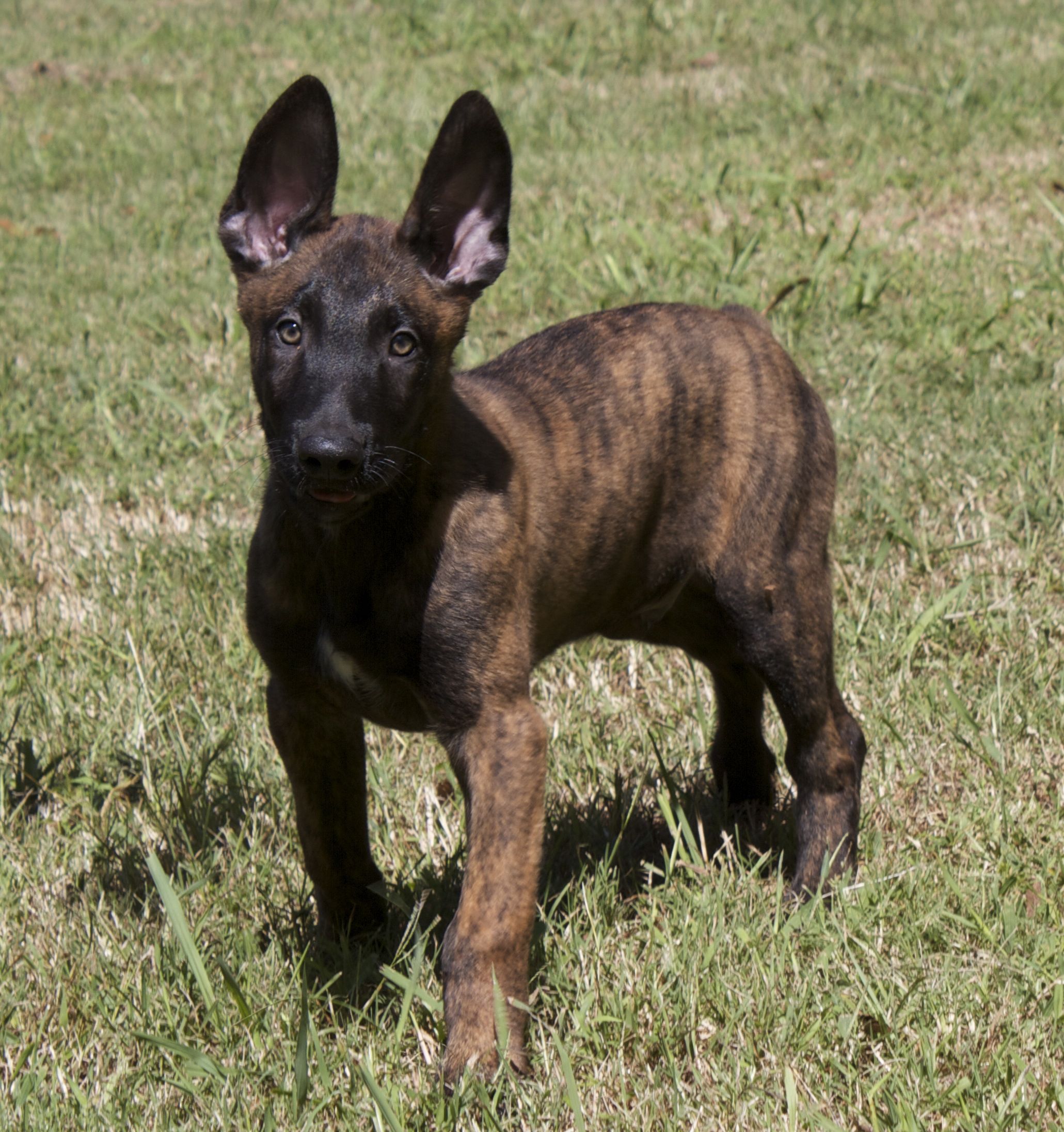 Belgian Malinois Dutch Shepherd Puppies - HD Wallpaper 