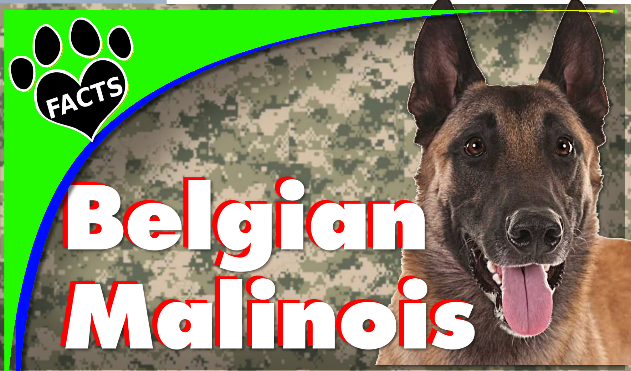 Dogs 101 Belgian Malinois Shepherd Animal Facts Animal - Guard Dog - HD Wallpaper 