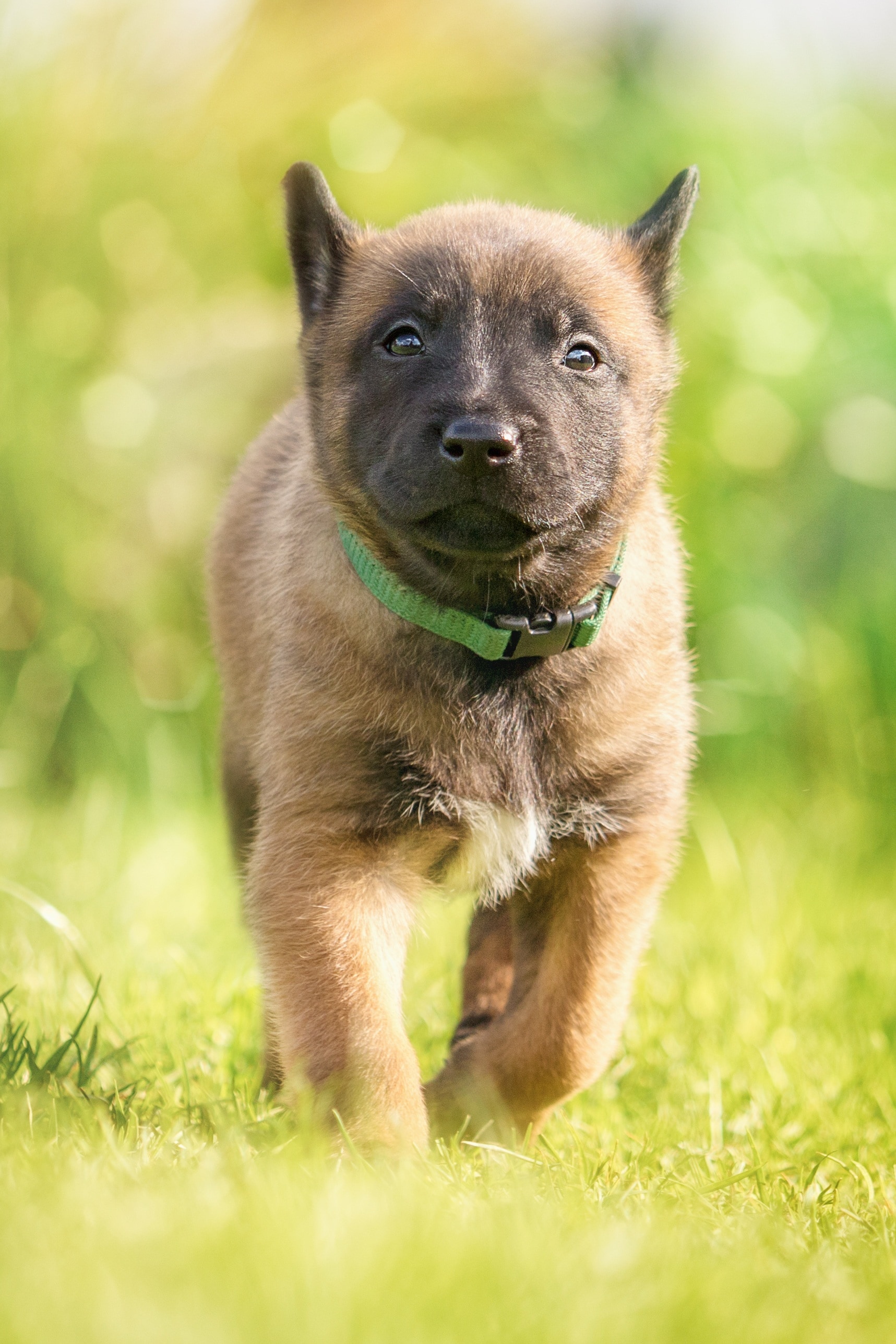 Puppy Cute Belgian Malinois - HD Wallpaper 