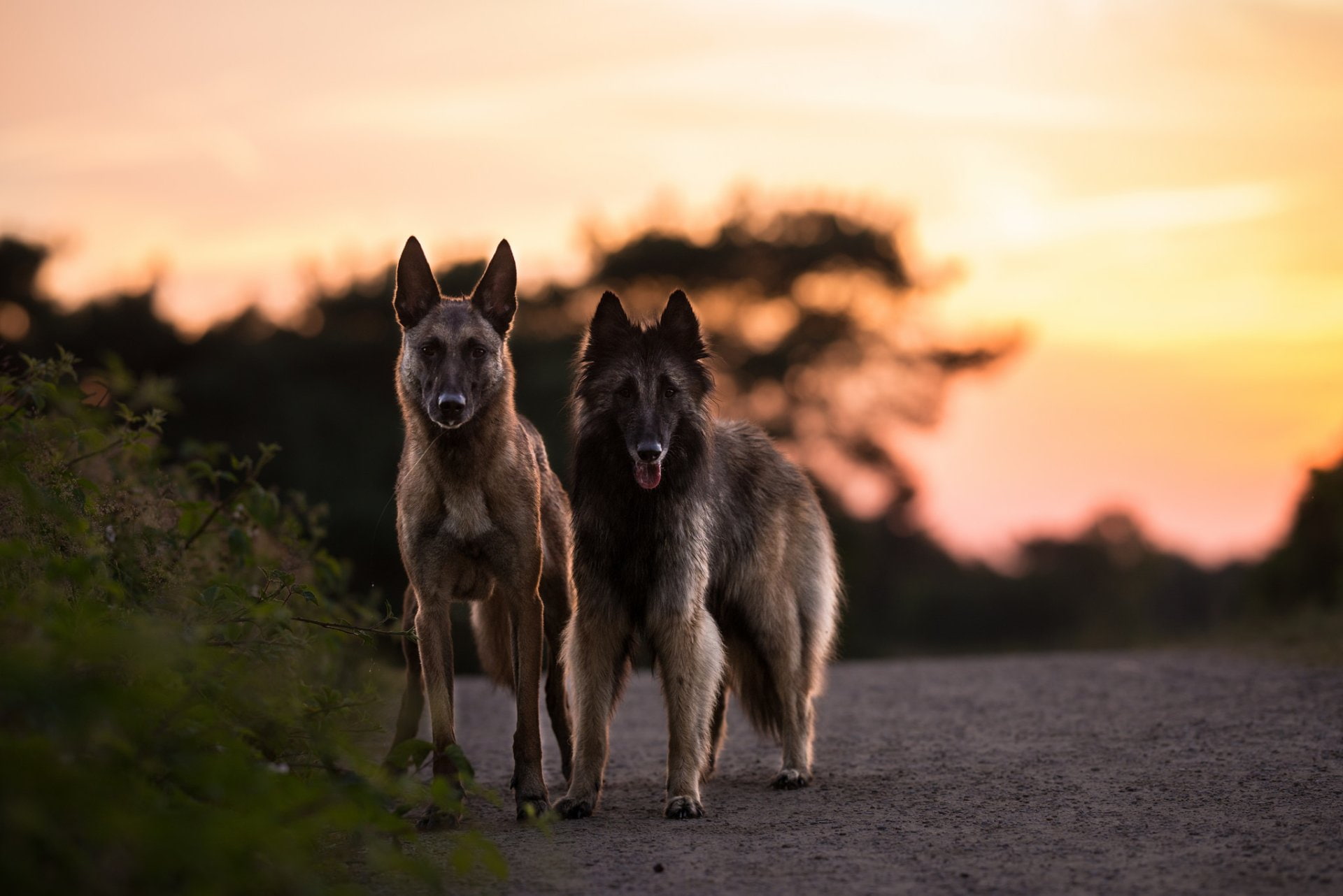 Tervuren - HD Wallpaper 