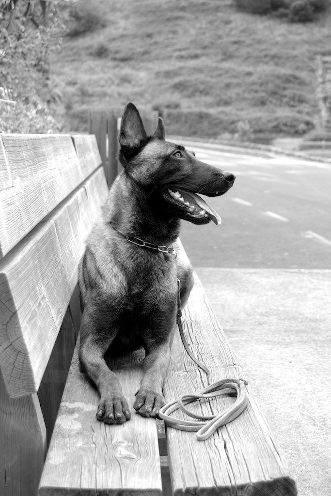 Belgian Malinois Wallpaper Cute - HD Wallpaper 