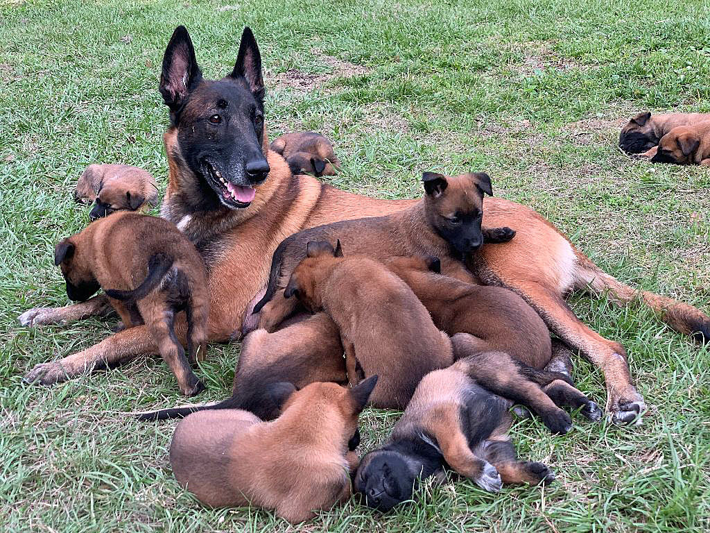 Belgian Malinois Puppy - HD Wallpaper 