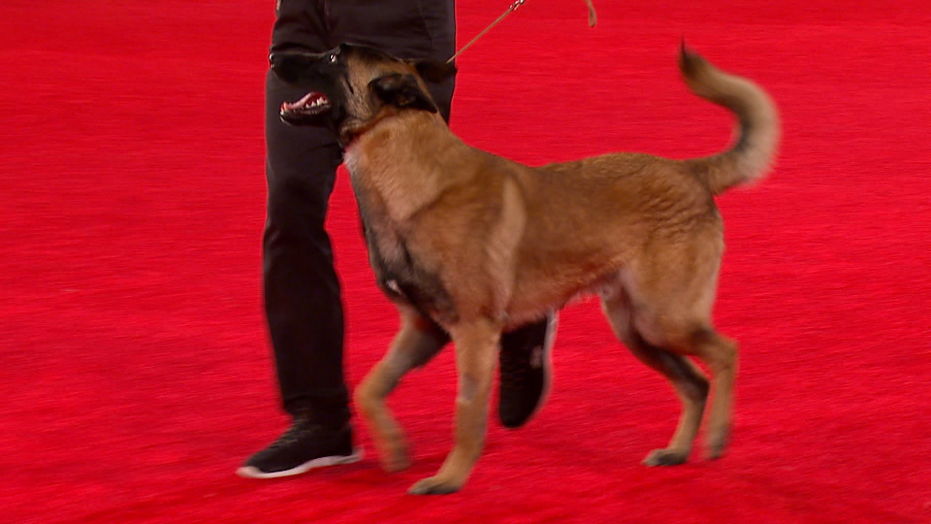 Westminster Dog Show 2019 Belgian Malinois - HD Wallpaper 