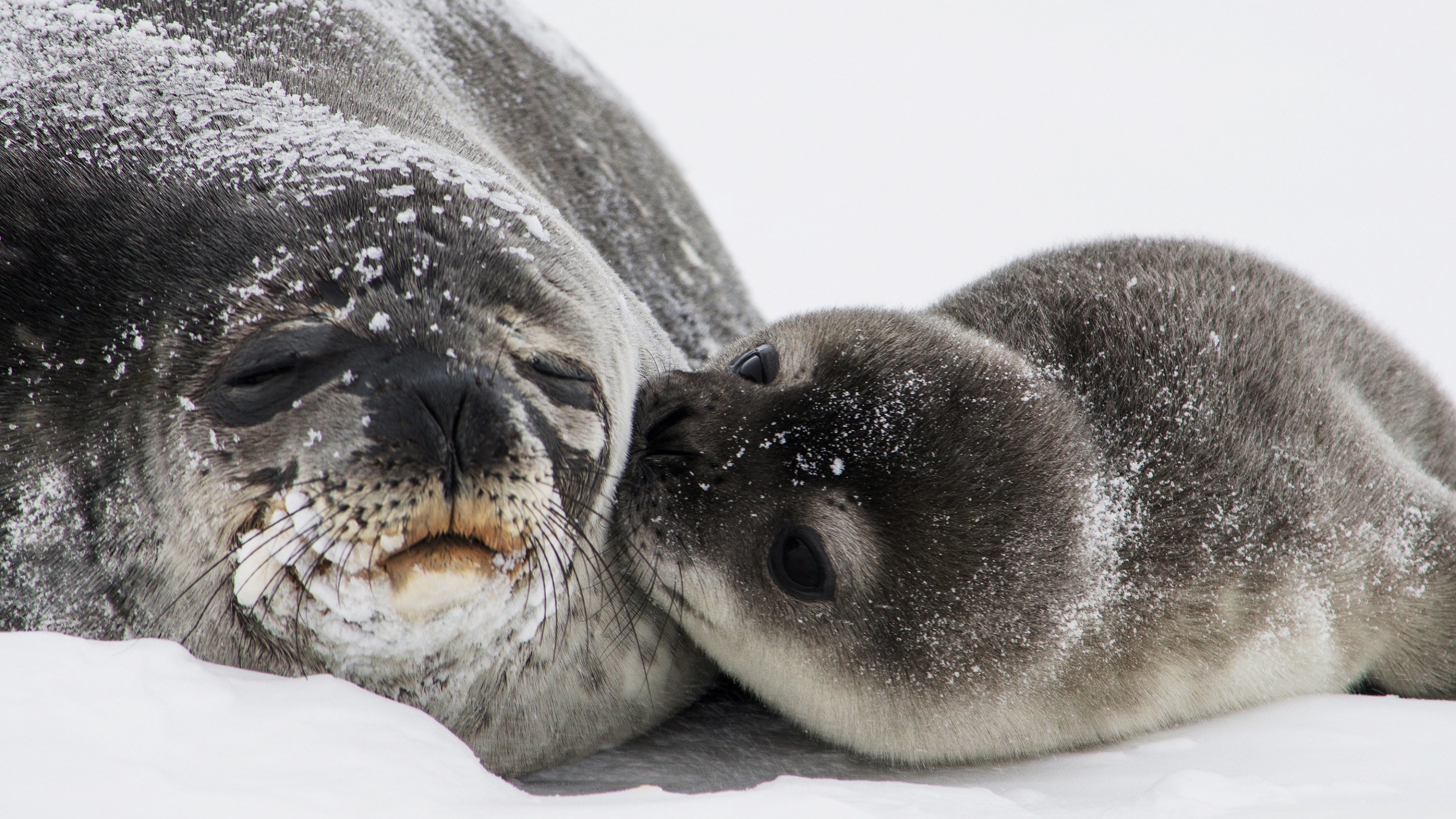 Baby Seal And Mom - HD Wallpaper 