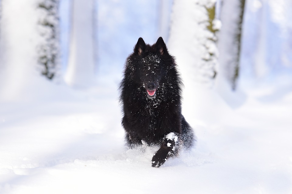 Belgian Shepherd Groenendael - Belgian Shepherd In Snow - HD Wallpaper 