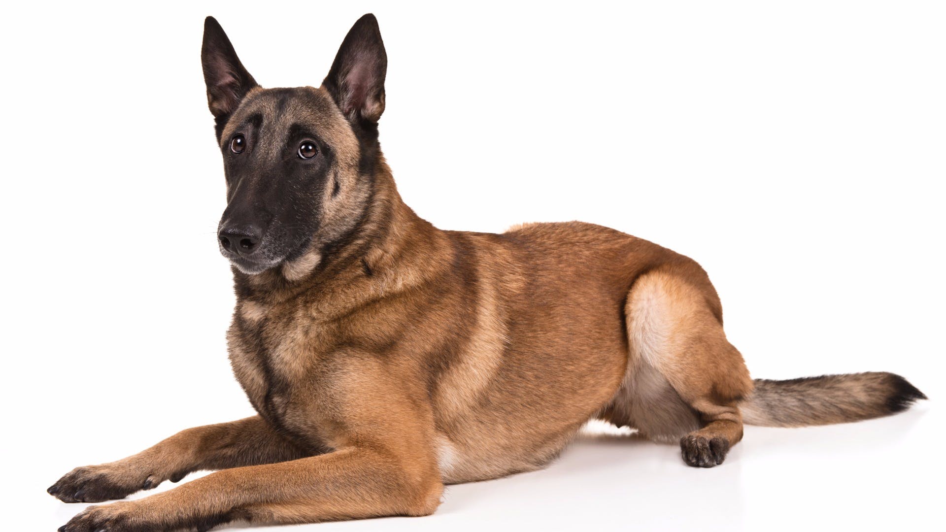 Belgian Shepherd Malinois - HD Wallpaper 