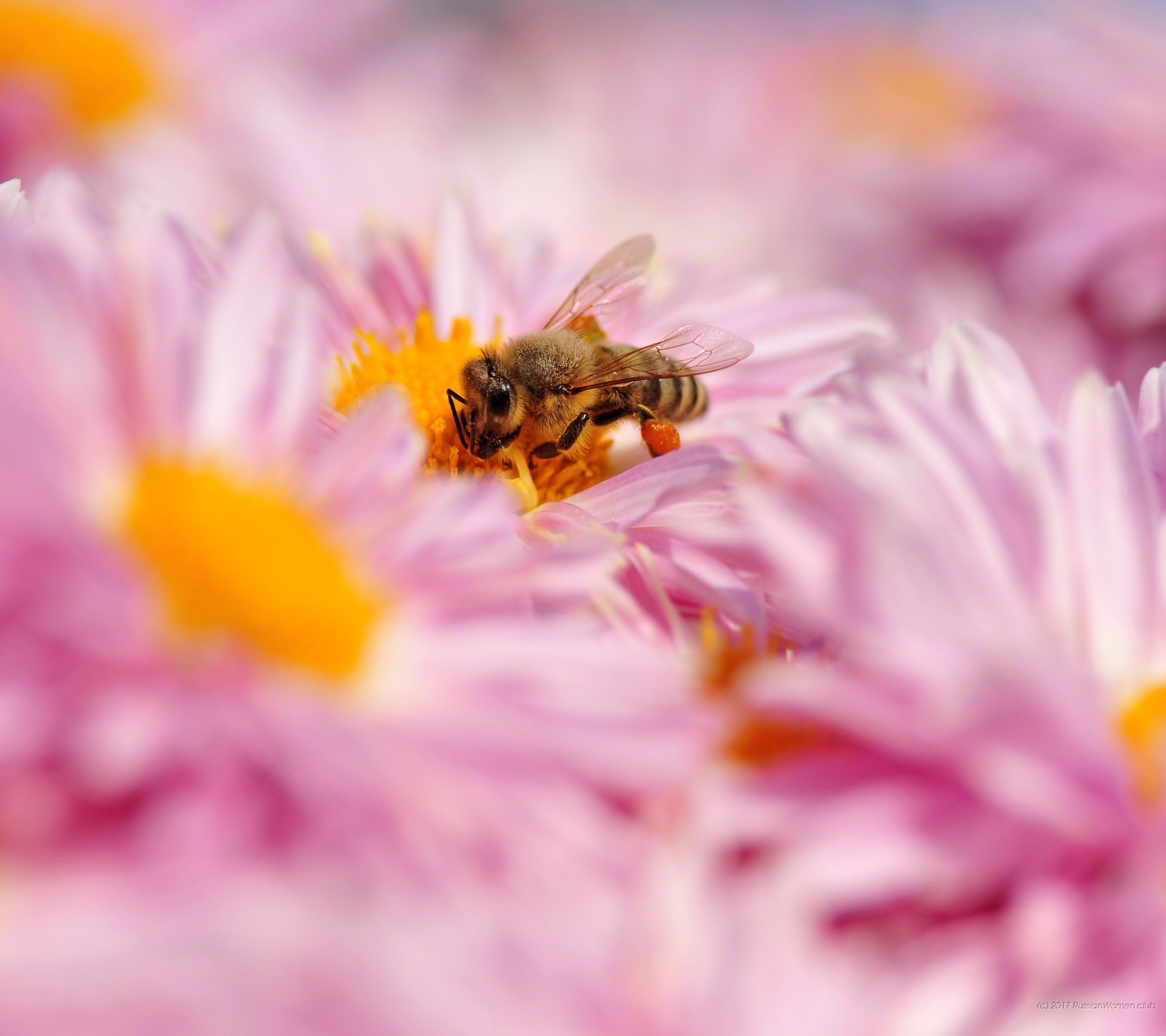 Motorola Moto G4 Plus - Wallpaper - HD Wallpaper 