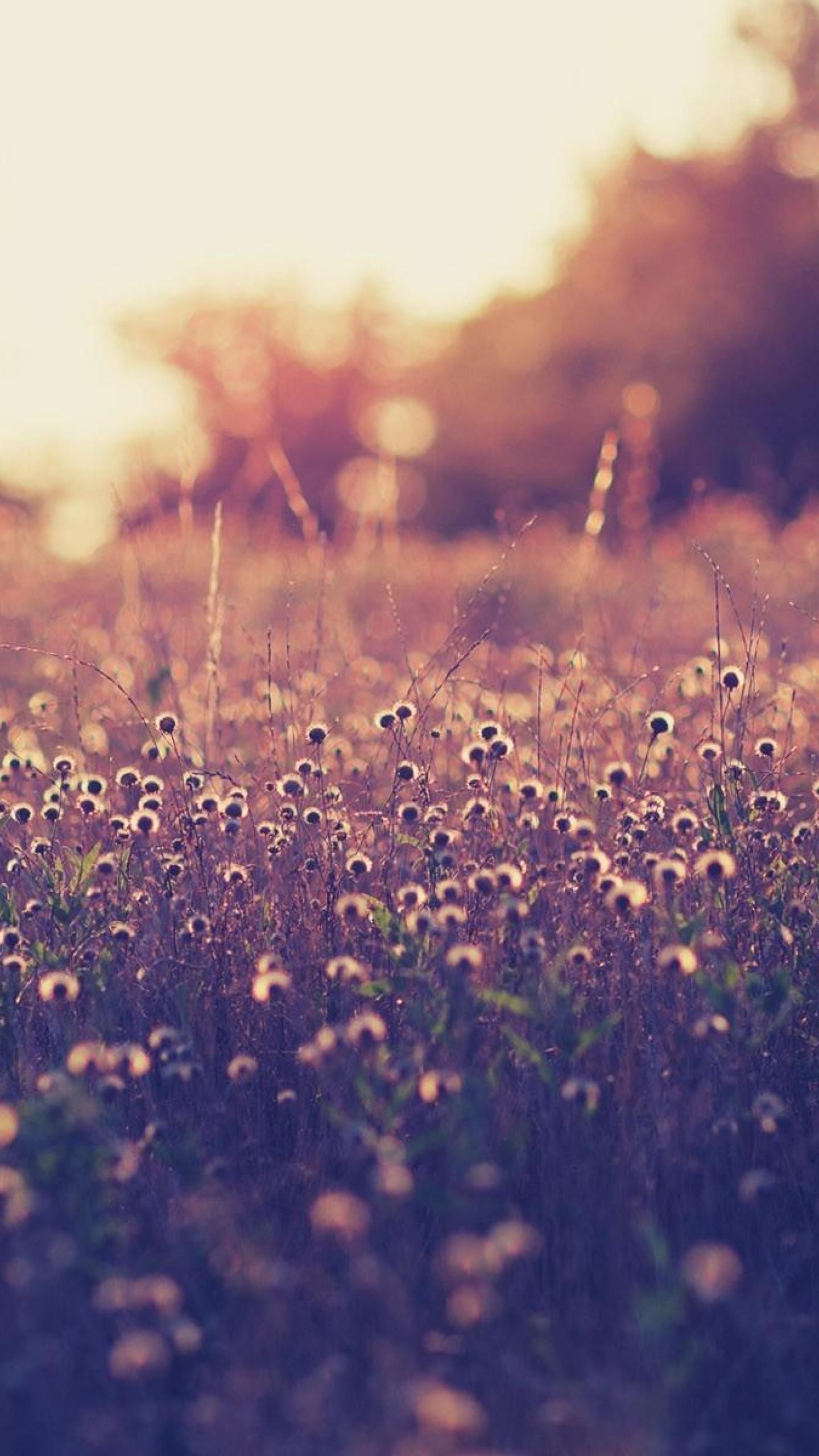 Flower Vintage Wallpapers For Iphone 1440x2560 Wallpaper teahub.io