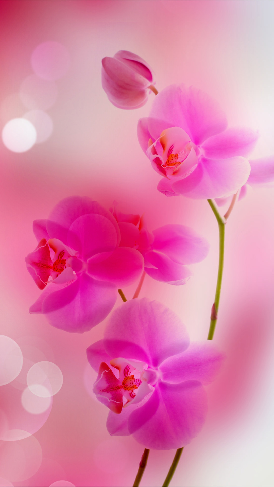 Free Download Pink Flowers Iphone 6 Plus Wallpaper - Flower Wallpaper Iphone 6s Plus - HD Wallpaper 
