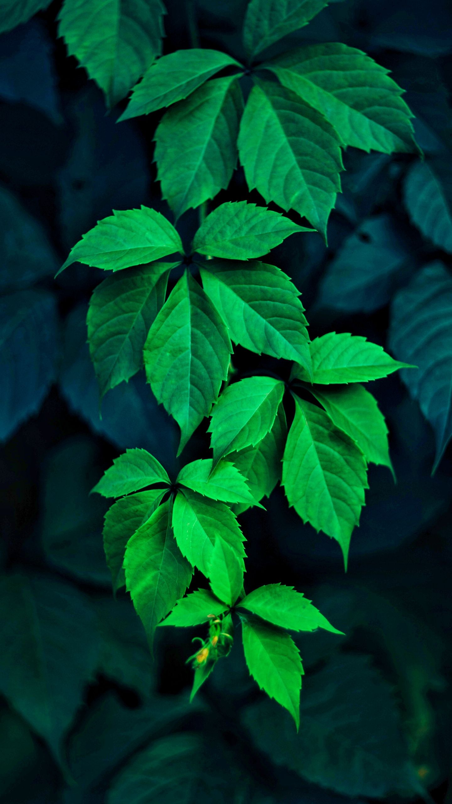 Whatsapp Wallpaper - Green Wallpaper For Whatsapp - HD Wallpaper 