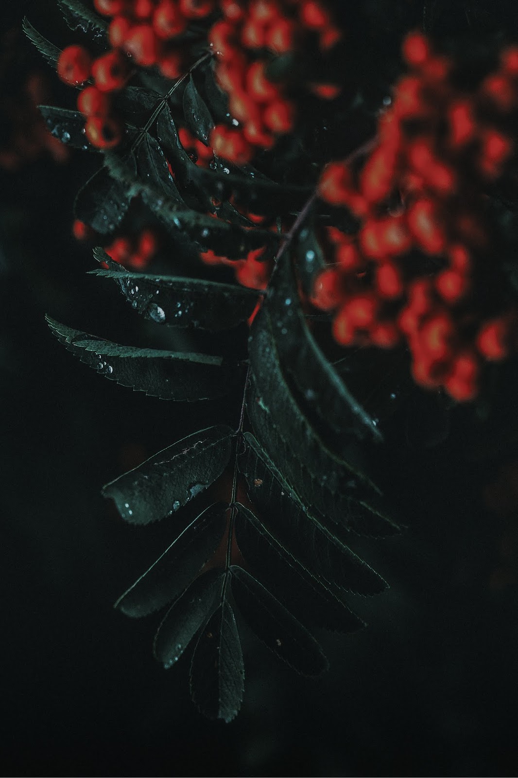 Wallpaper - HD Wallpaper 