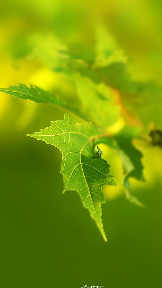 Wallpaper - HD Wallpaper 