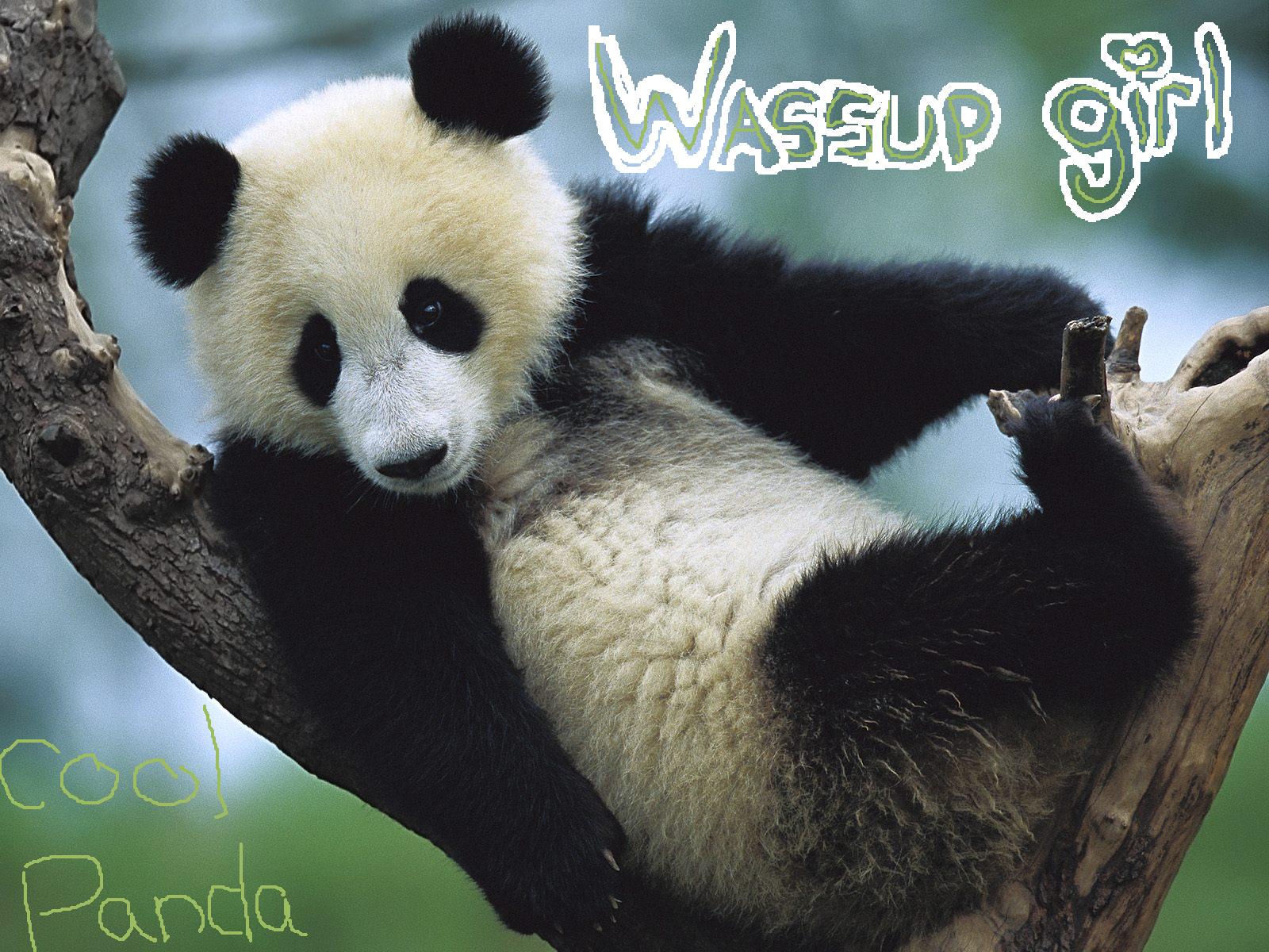 Image - Good Night Panda Bear - HD Wallpaper 