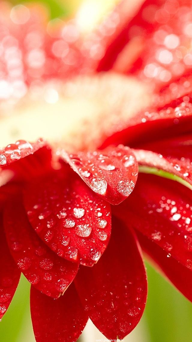 Red Flower Wallpapers For Iphone - HD Wallpaper 