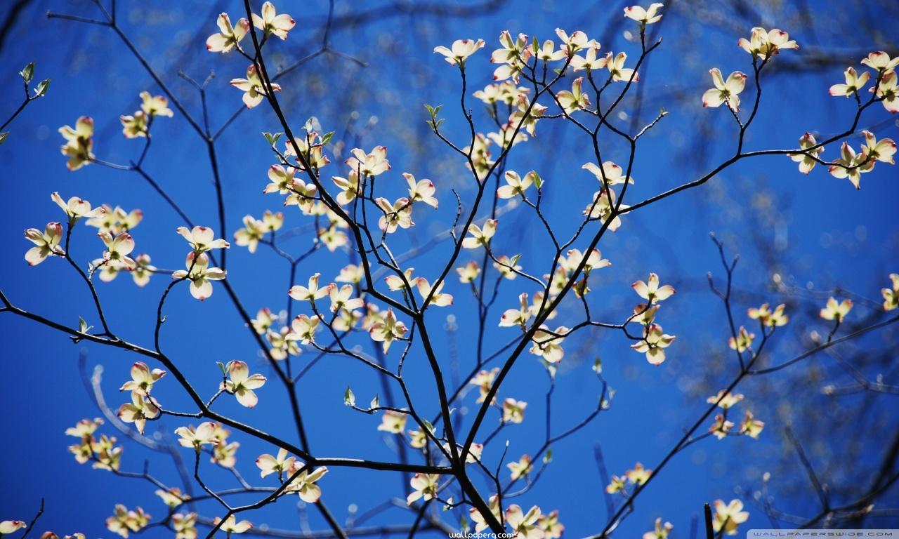 Blue Theme Wallpaper Spring - HD Wallpaper 