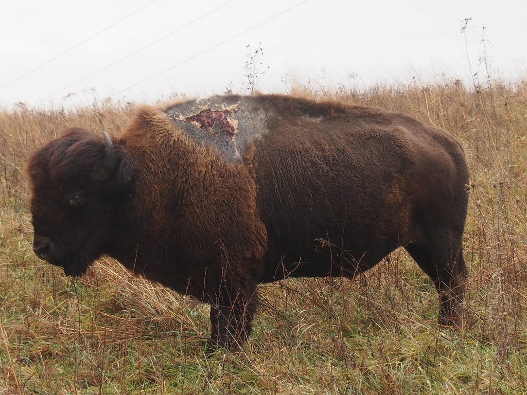 Bison Struck By Lightning - HD Wallpaper 