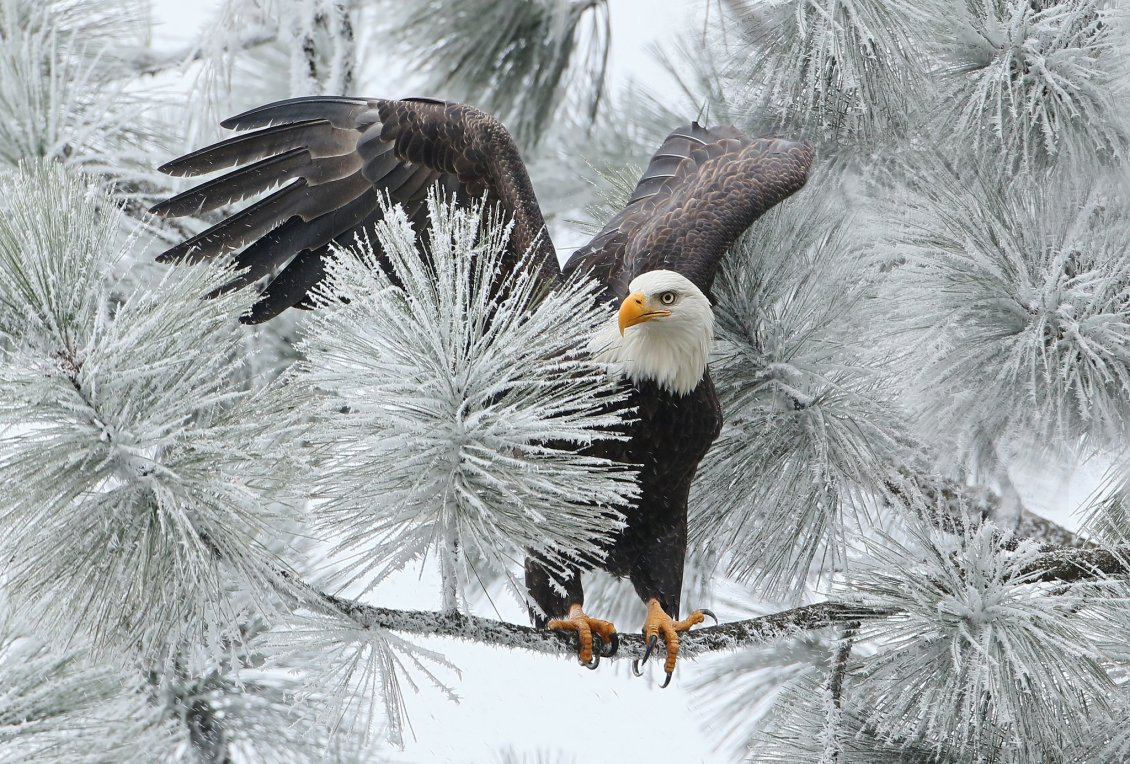 Download Wallpaper Big Black Eagle On A Frozen Branch - Eagle In The Winter - HD Wallpaper 