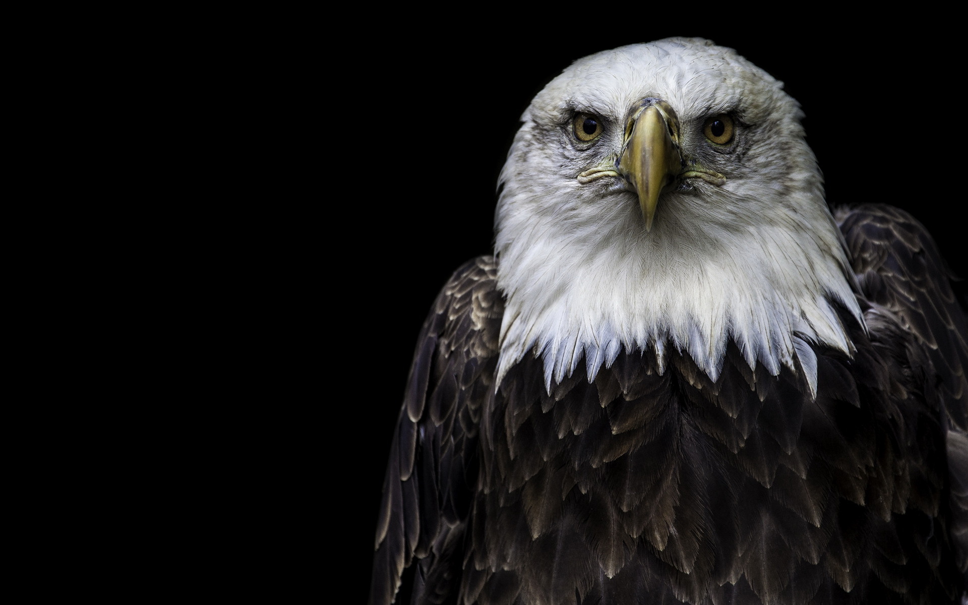 Bald Eagle - HD Wallpaper 