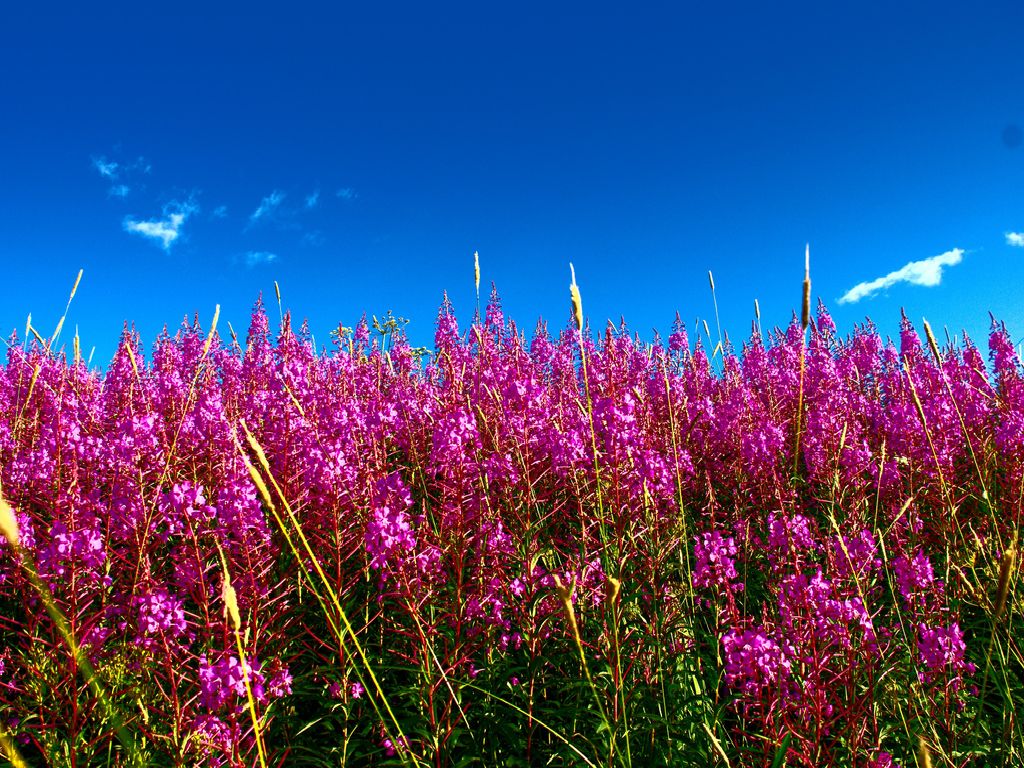 Summer Flowers Picture - HD Wallpaper 