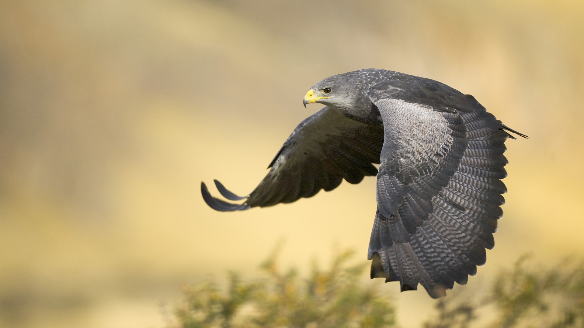 Wallpaper - Peregrine Falcon - HD Wallpaper 