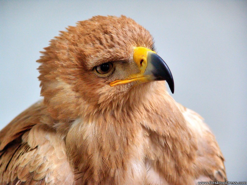 Immature Golden Eagle - Baby Golden Eagle - HD Wallpaper 