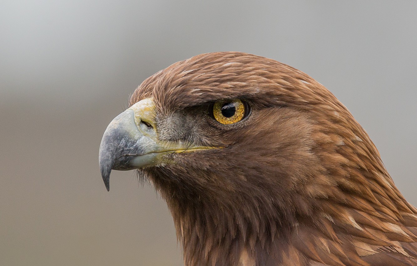 Photo Wallpaper Eagle, Eye, Golden Eagle - Golden Eagle - HD Wallpaper 