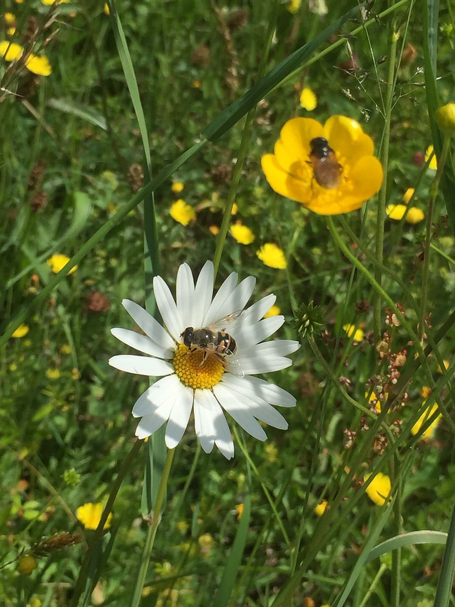 Sommer, Blumen, Insert, Wiese, Flower, Insects, Green, - Daisy - HD Wallpaper 