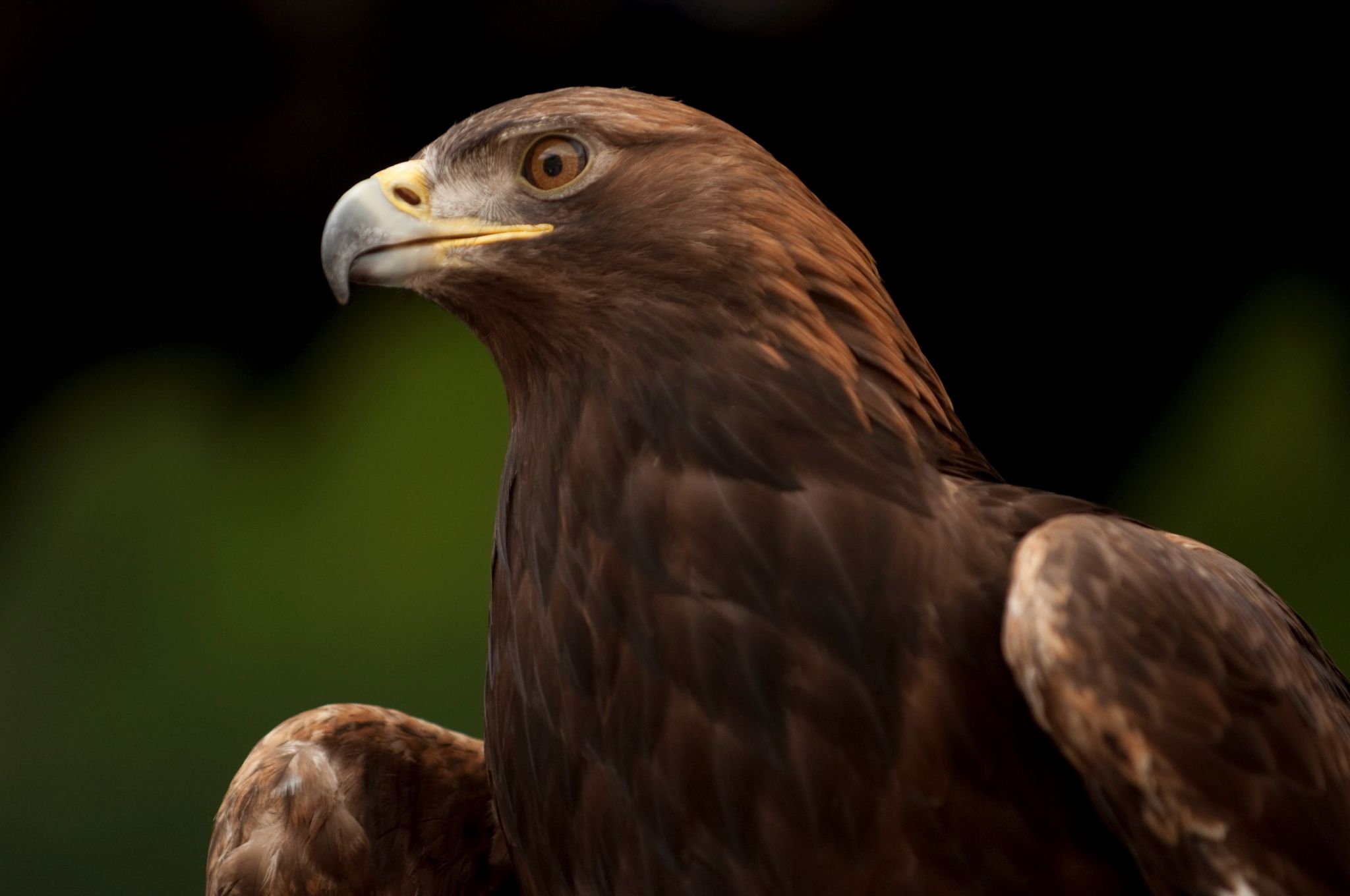 Golden Eagle Wallpaper Hd 1080p - HD Wallpaper 