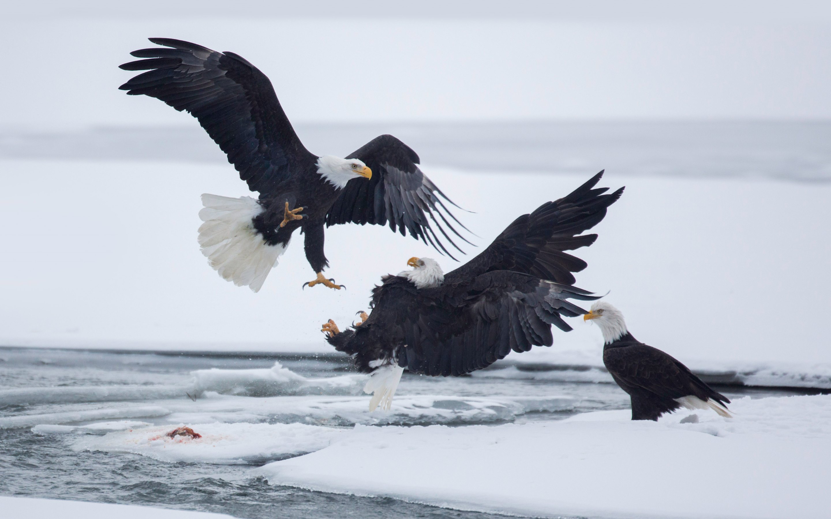 Bald Eagle - HD Wallpaper 