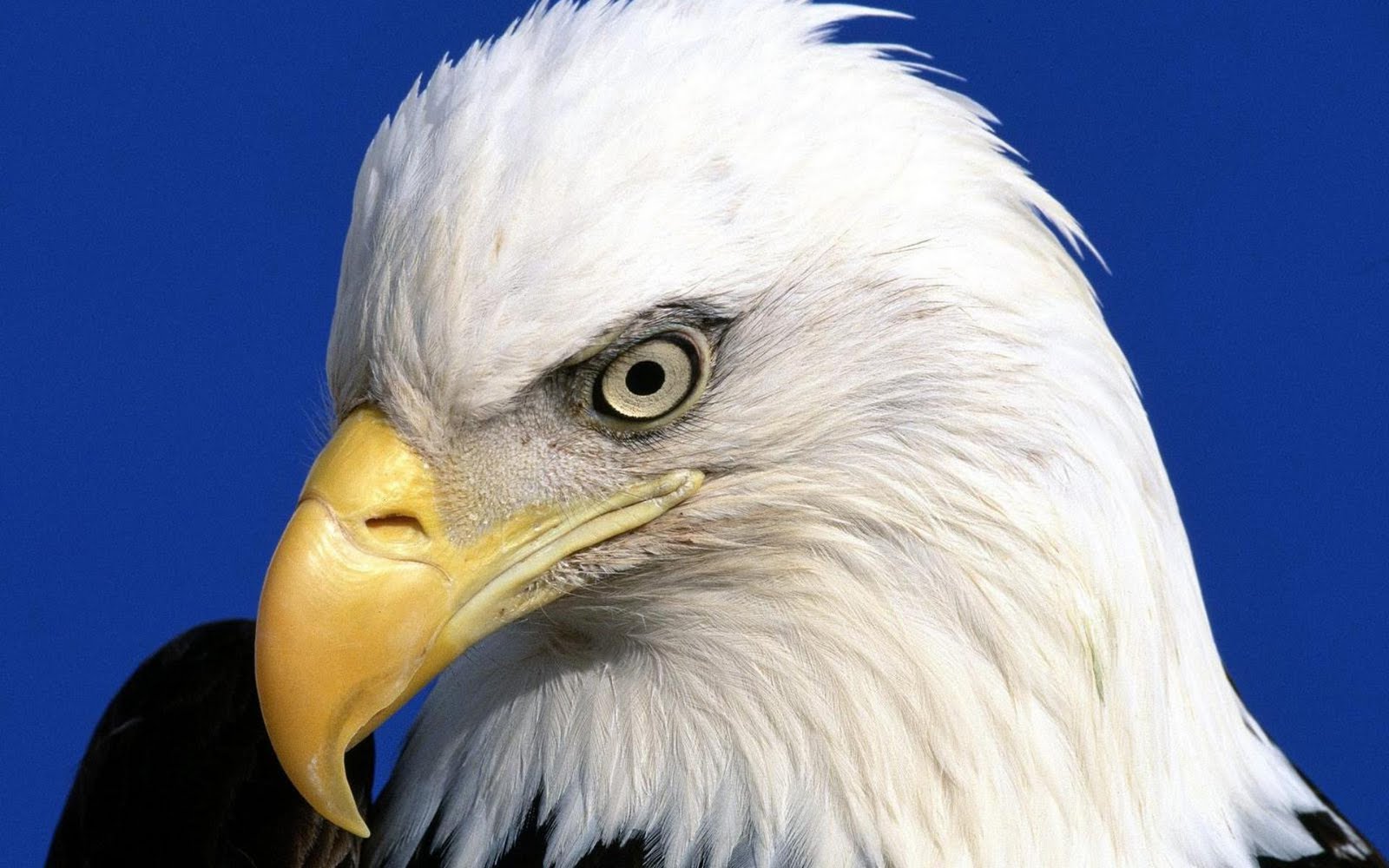 Desktop Eagle Wallpaper For Mobile - Voice Of God Recordings - HD Wallpaper 