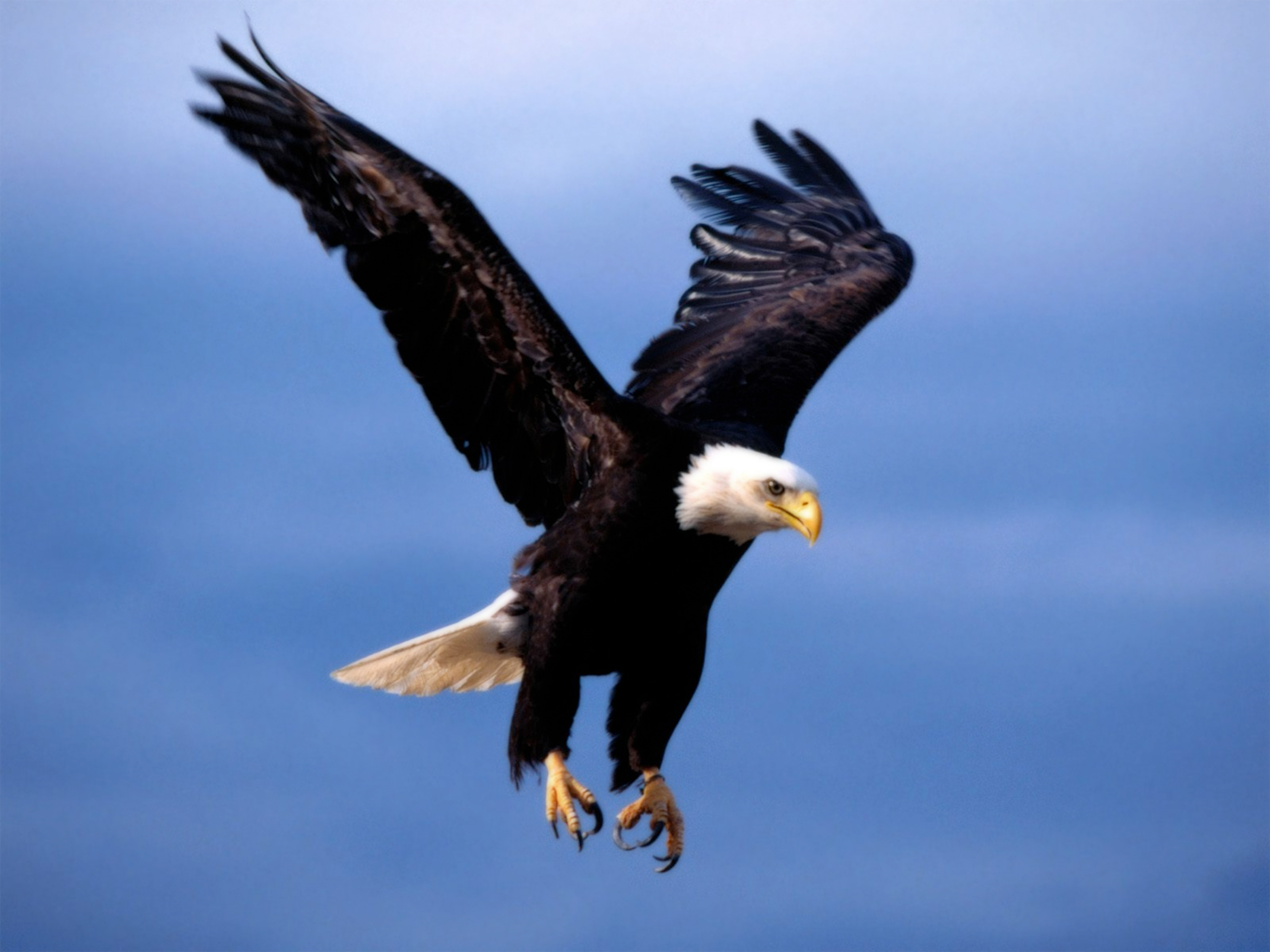 Eagle Images Hd - HD Wallpaper 