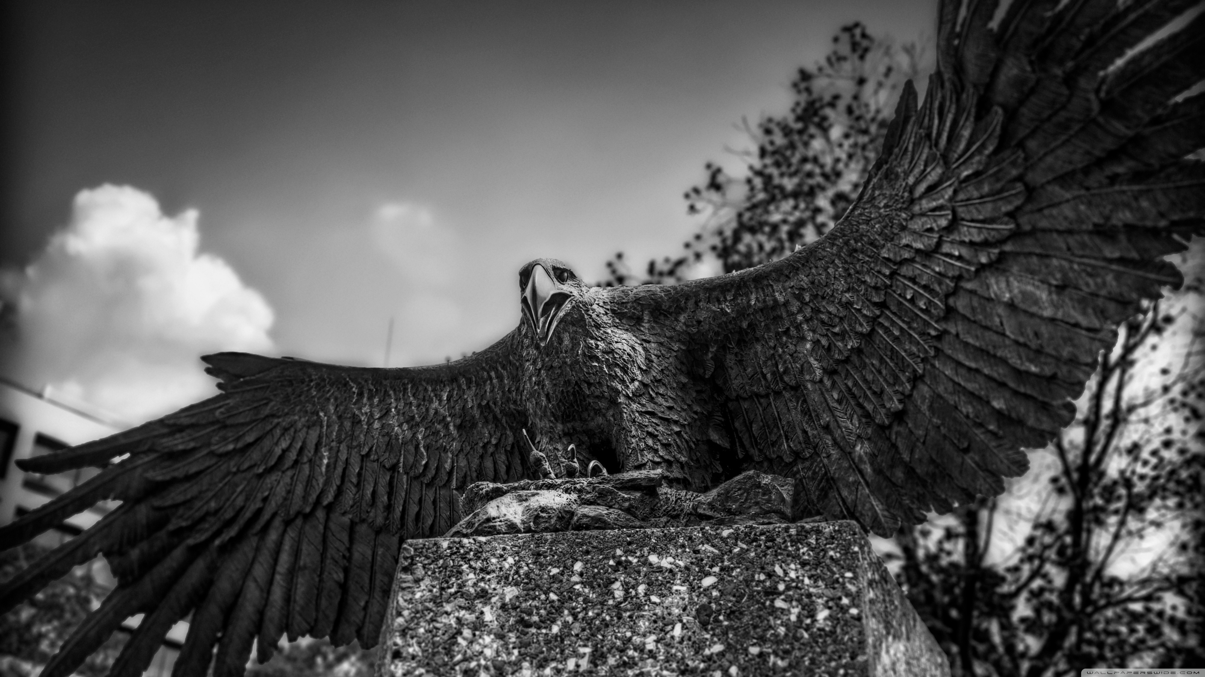 Black Eagle Wing Hd - HD Wallpaper 