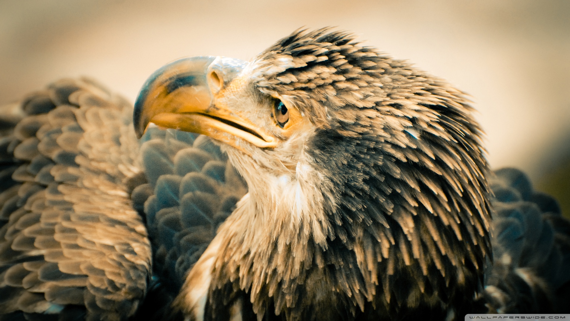 3 Year Old Bald Eagle Wallpaper - تصویر زمینه عقاب طلایی - HD Wallpaper 