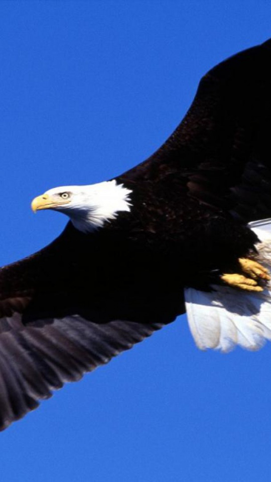 老鷹 翱翔 - HD Wallpaper 