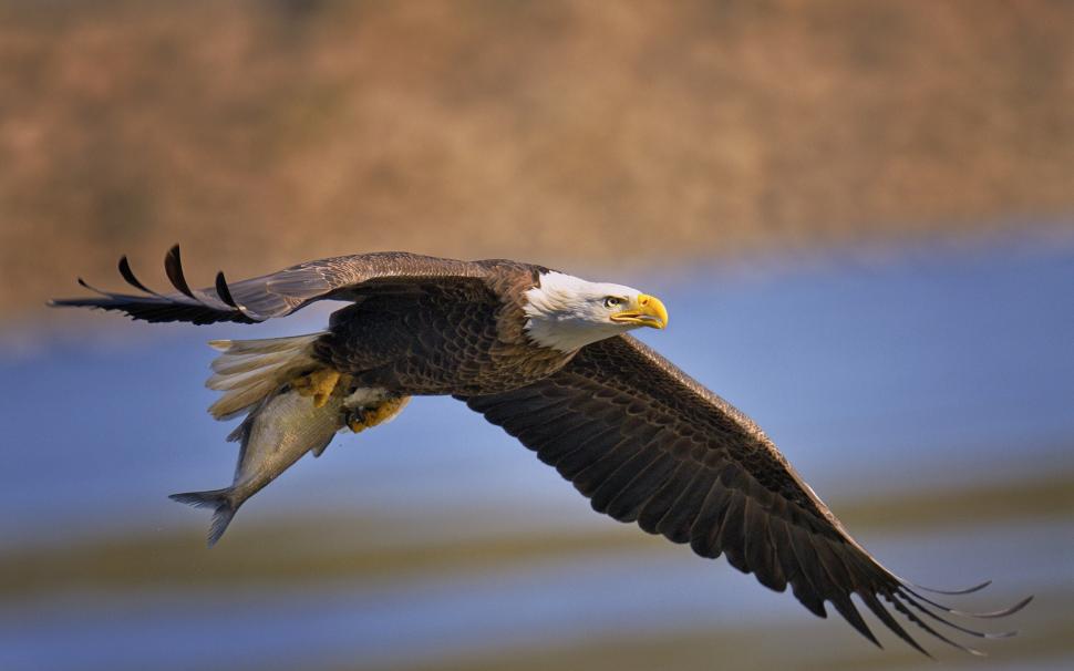 Bald Eagle, Predator Wallpaper,bald Eagle Hd Wallpaper,bird - Aguia Americana Hd - HD Wallpaper 