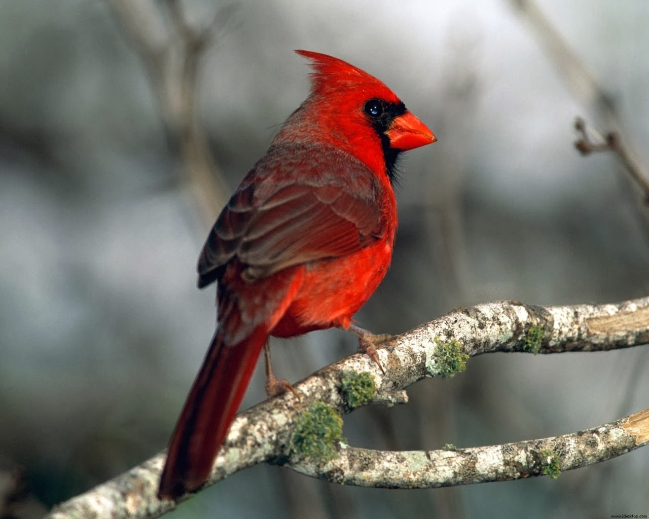 Thumbnail - Cardinal On Tree Branch - HD Wallpaper 