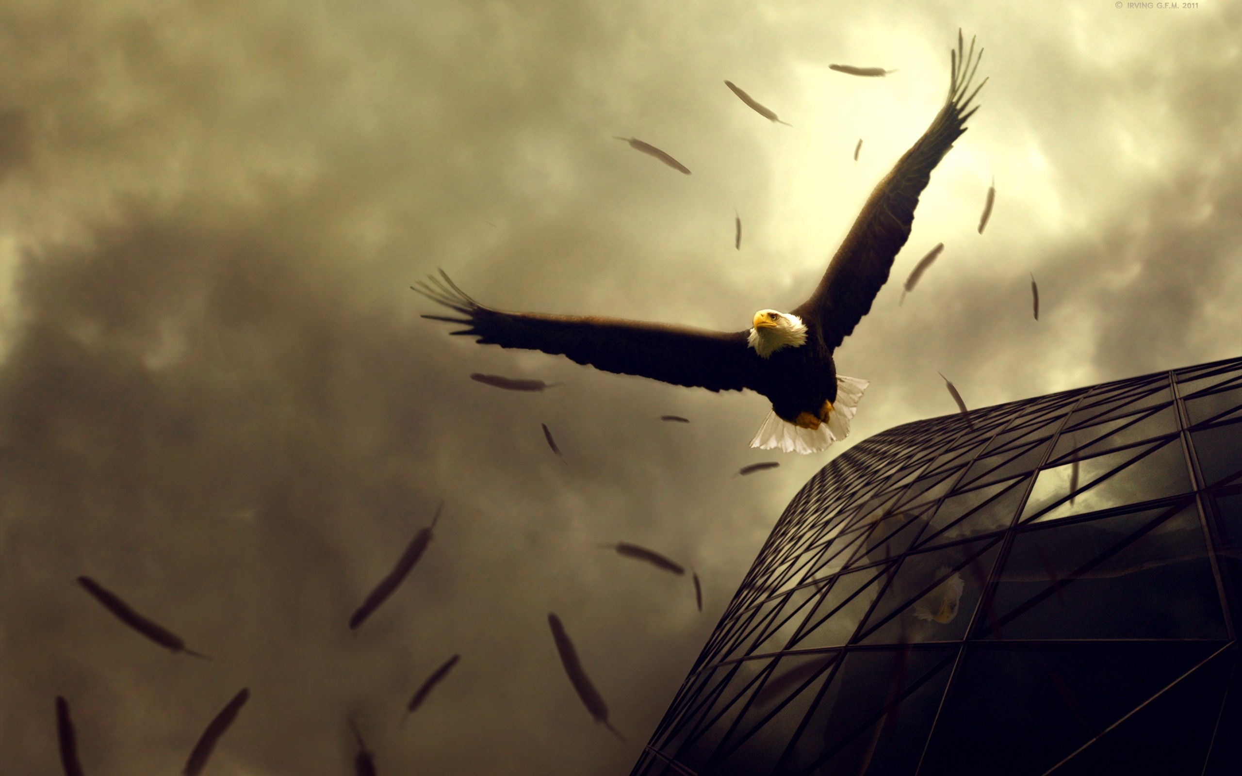 Eagle Wallpapers - HD Wallpaper 