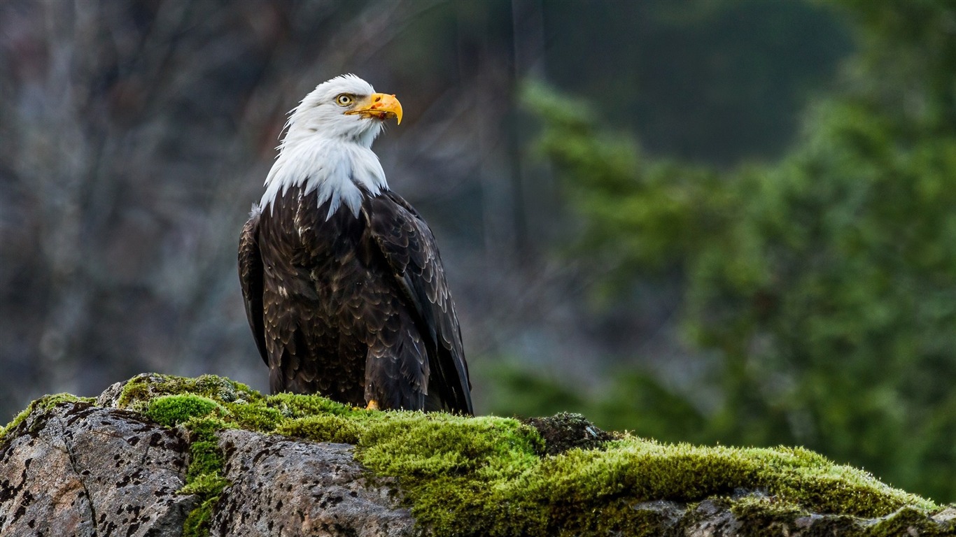 Cool Bald Eagle-animal Widescreen Wallpaper2015 - Mensagem De Bom Dia Com Águia - HD Wallpaper 