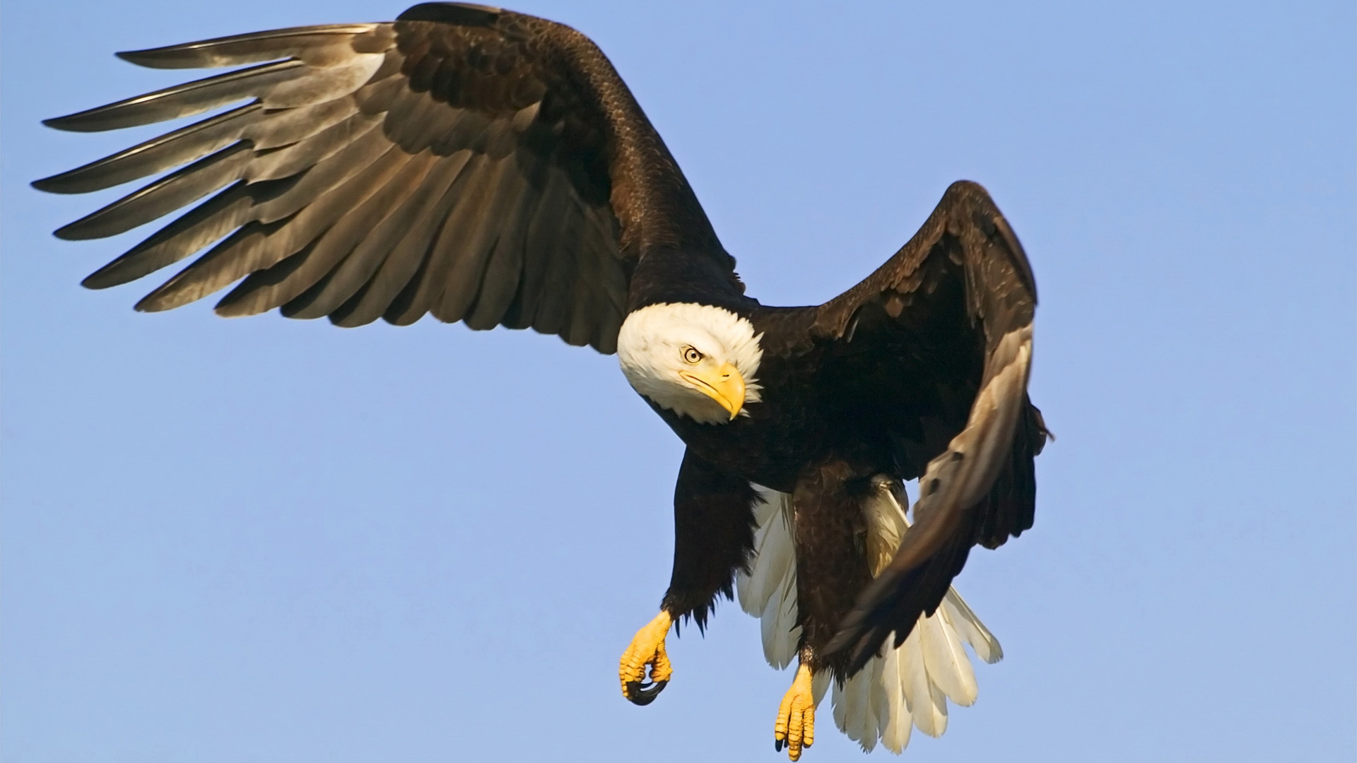 British Columbia Wildlife - HD Wallpaper 