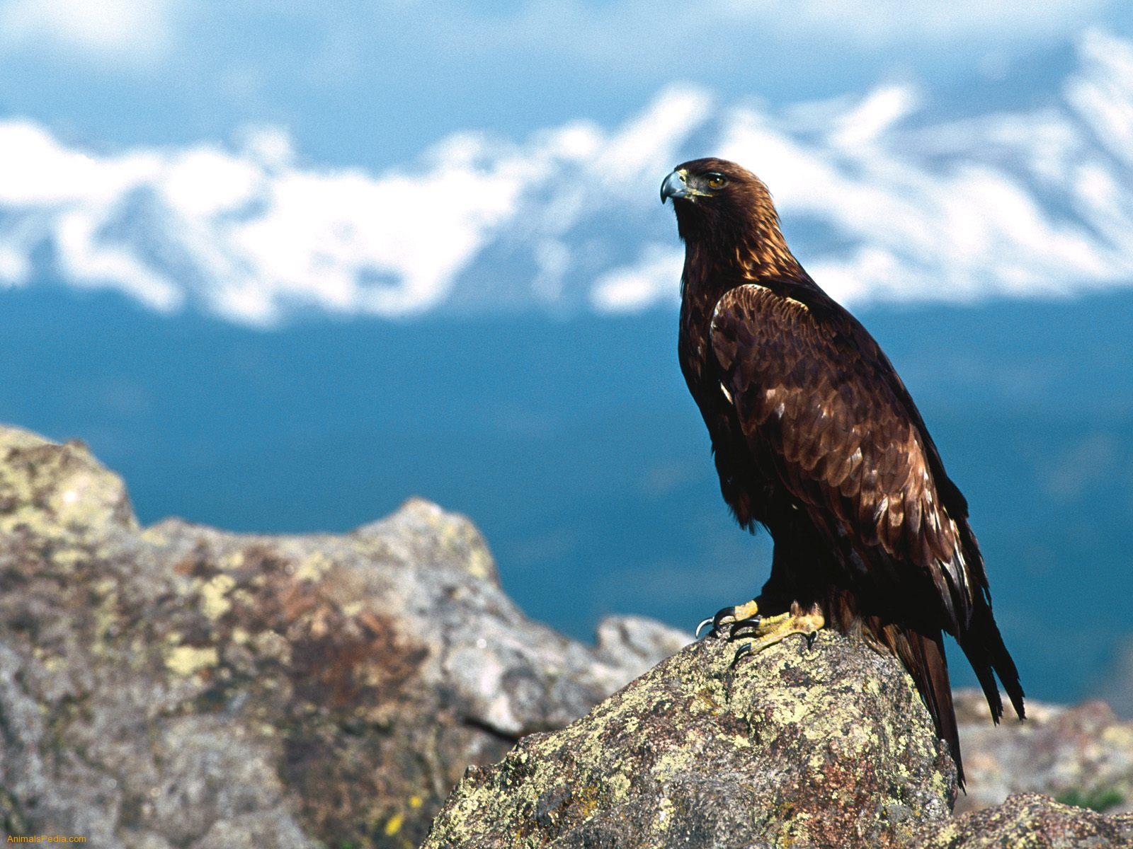 Hd Golden Eagle Wallpapers - Golden Eagle In Ladakh - HD Wallpaper 