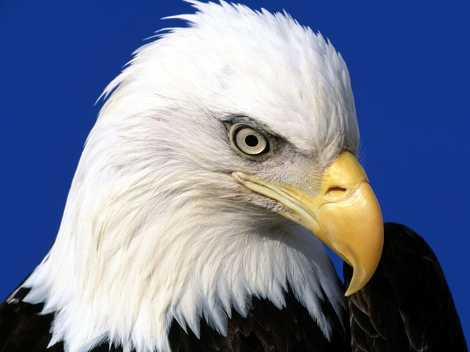 Eagle Bird - HD Wallpaper 