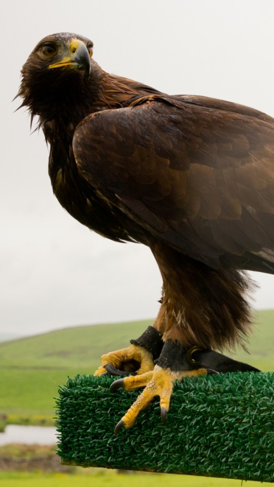 Golden Eagle Mobile - HD Wallpaper 