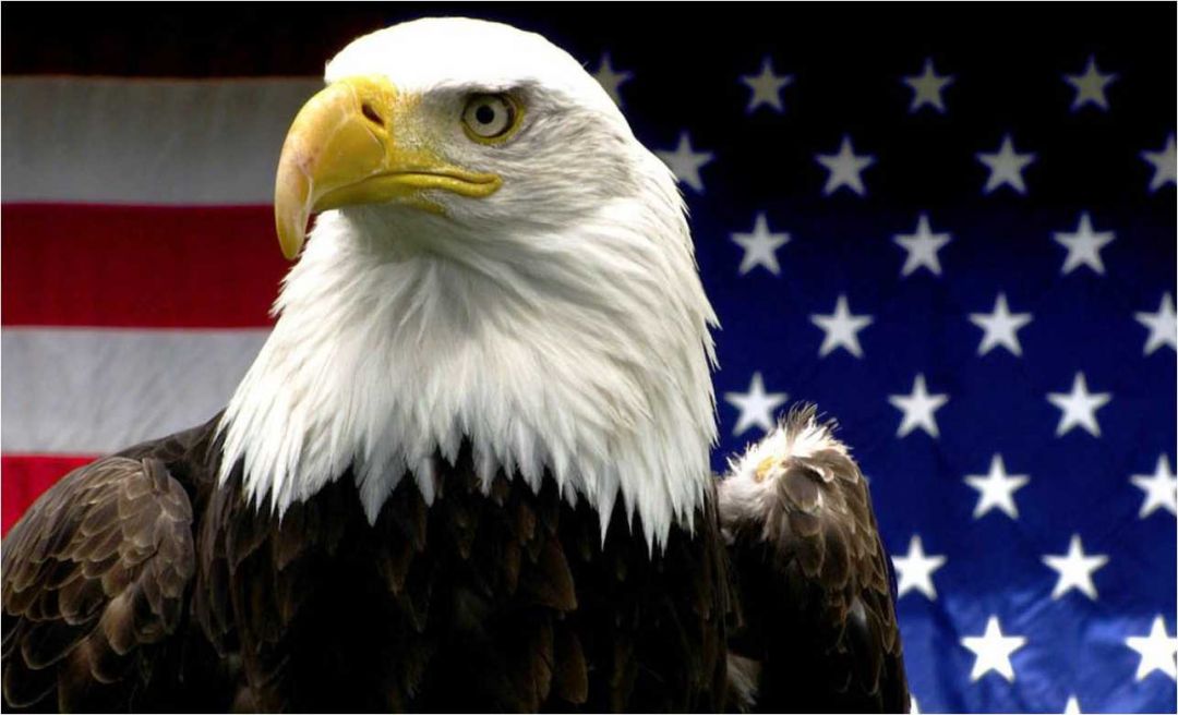 Android, Iphone, Desktop Hd Backgrounds / Wallpapers - Bald Eagle - HD Wallpaper 