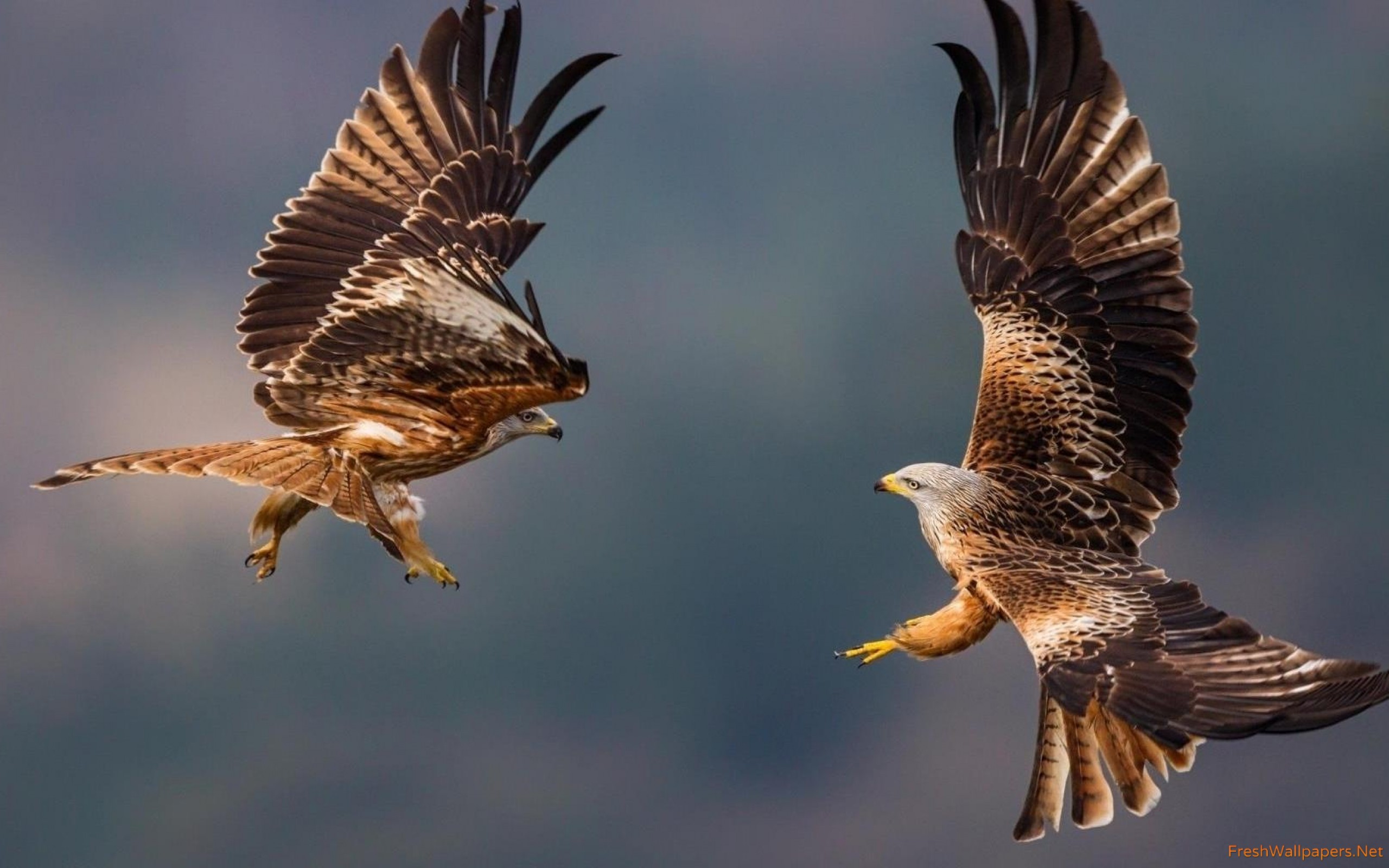 Eagle Wallpapers For Mobile - HD Wallpaper 