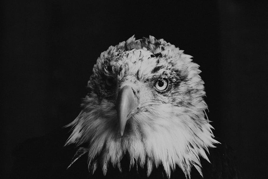 Bald Eagle Greyscale Photography, Close-up Photo Of - Animals With Black Background - HD Wallpaper 